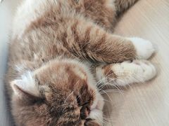 -瞄一喵猫咖(格力海岸店)