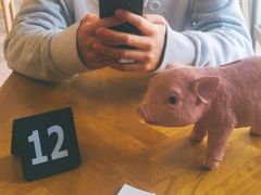 -WHEN PIGS FLY当猪飞