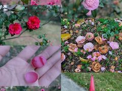 -中国科学院华南植物园