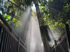 -西双版纳原始森林公园