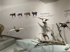 -武汉园博园(武汉自然博物馆)
