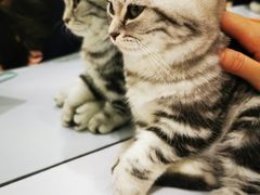 -COLOR PETS 撸猫馆·购猫·猫咖(长风大悦城店)