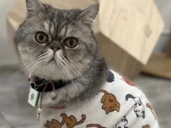 -楼上猫咖(罗湖店)