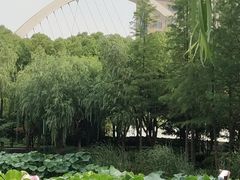 -陈家山荷花公园