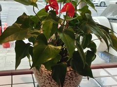 -蛙一刀·麻椒鱼火锅(金仙桥店)