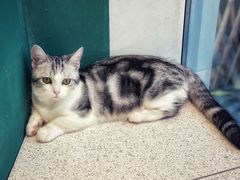 -飞行喵MR PILOT|猫舍·猫咖(静安大融城店)
