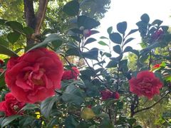 -深圳国际园林花卉博览园