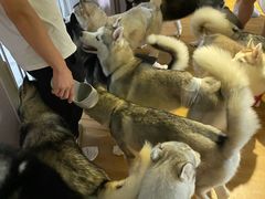 -Husky Go! 哈士奇体验馆·宠物咖啡厅狗咖