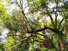 -青芝山风景名胜区