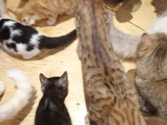 -万小咖.猫咖(中山路天虹店)