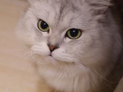 -喜多萌中农锦绣动物医院24H·猫科·牙科MRI·CT