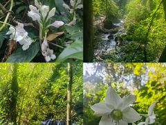 -莫里热带雨林景区