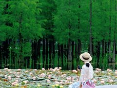 -白鹭湾湿地公园