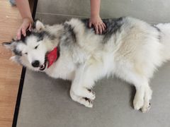 -Husky Go! 哈士奇体验馆·宠物咖啡厅狗咖