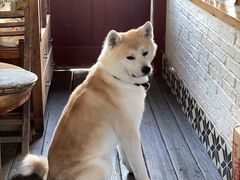 -春风十里咖啡馆