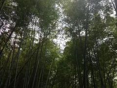 -宁波浙东大竹海景区