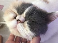 -平行世界·猫咖(首经贸店)
