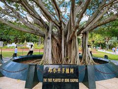 -深圳仙湖植物园