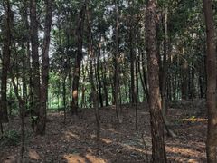 -铁山坪森林公园