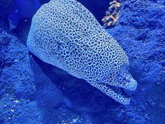 -新加坡海洋生态馆