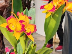 -北京植物园-展览温室