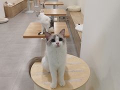 -有喵·猫咖·狗咖·30几只猫10只小狗(岗厦店)