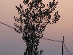 -白洋淀风景区