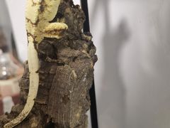 -酷以爬仙阁实体爬宠店·守宫·蜥蜴·专业繁育