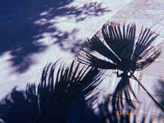 -稻香村(文殊院旗舰店)