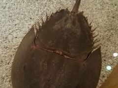 -瑞普利水族馆