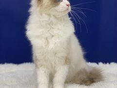 -爱洗澡的猫(天河路店)