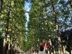 -黄海国家森林公园