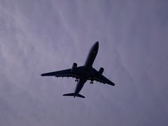 -空港花田景区