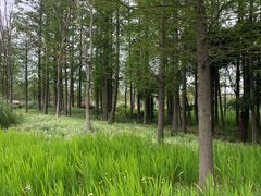 -上海长兴岛郊野公园