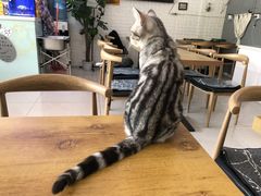 -平行世界·猫咖(首经贸店)