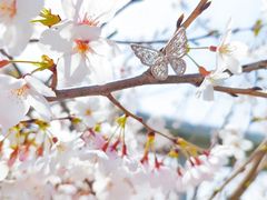 -上海辰山植物园