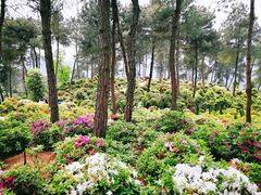 -南山植物园