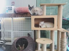 -吉丁鸟咖·异宠·寄养