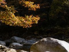 -黑河国家森林公园