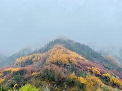 -卧龙自然保护区