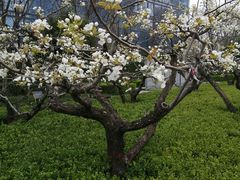 -木塔寺遗址生态公园