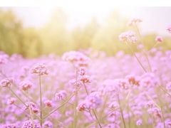 -北纬44度·金珠花海休闲农业旅游景区