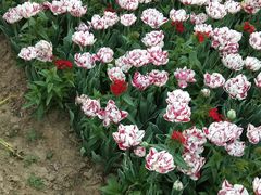 -荷兰花海