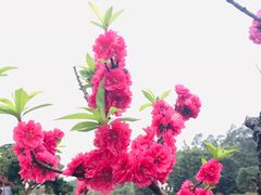 -南国桃园旅游度假区