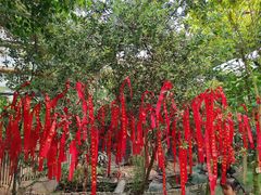 -呀路古热带植物园