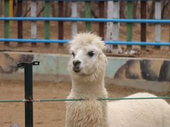 -济南野生动物世界