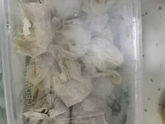 鲜虾蟹籽云吞-袁记云饺(长胜市场店)