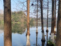-重庆彩云湖湿地公园