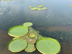 -荷塘月色湿地公园·向阳花洲