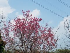 -天适樱花悠乐园